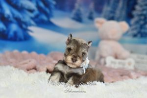 AKC Liver Pepper Miniature Schnauzer girl