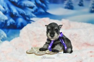 AKC Salt & Pepper Mini Schnauzer