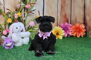 AKC Black Mini Schnauzer Puppy