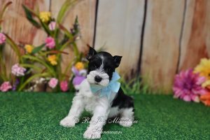 AKC Black Parti Mini Schnauzer