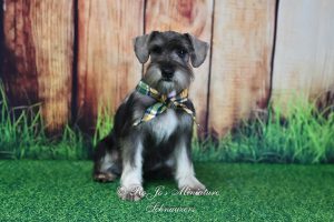 AKC Salt & Pepper Mini Schnauzer