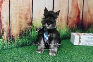 Mini Schnauzer puppy for sale