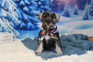 AKC Miniature Schnauzer Puppy
