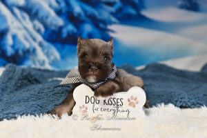 AKC Liver Pepper Miniature Schnauzer