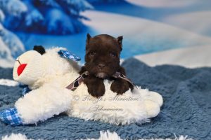AKC Liver Mini Schnauzer Puppy