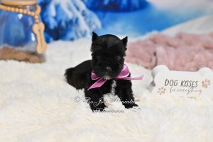 AKC Black Mini Schnauzer