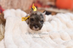Miniature Schnauzer liver tan female puppy for sale at RoJo's Miniature Schnauzers