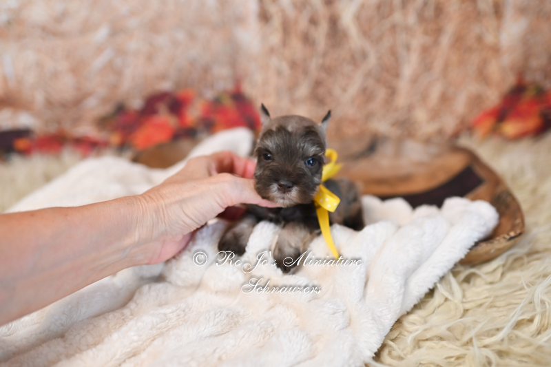 Liver Tan Miniature Schnauzers | Truffles