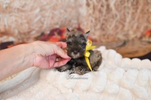 Adorable female liver tan miniature schnauzer girl for sale in OK and near Texas