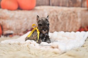 liver tan female Miniature Schnauzer puppy