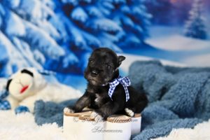 AKC Black & Silver Mini Schnauzer