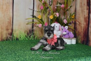 AKC Salt & Pepper Mini Schnauzer