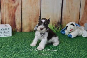 Chocolate Parti Mini Schnauzer Puppy
