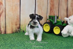 AKC Parti Mini Schnauzer