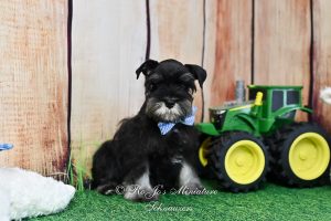 AKC Black & Silver Mini Schnauzer
