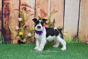 AKC Black Parti Mini Schnauzer