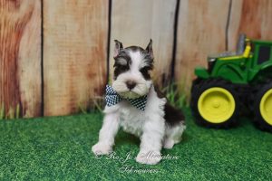 AKC Chocolate Parti Mini Schnauzer