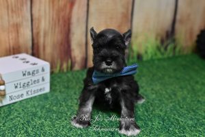 Mini Schnauzer puppy for sale