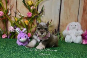 AKC Liver Pepper Miniature Schnauzer girl