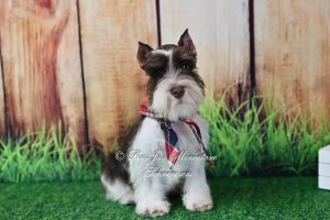 Liver Parti Mini Schnauzer