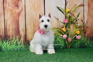 AKC White Mini Schnauzer Puppy