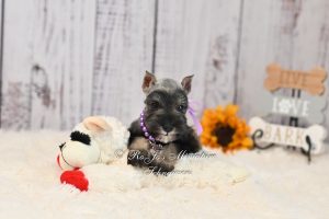 Salt & Pepper Mini Schnauzer Puppy