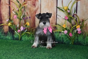 AKC Salt & Pepper Mini Schnauzer
