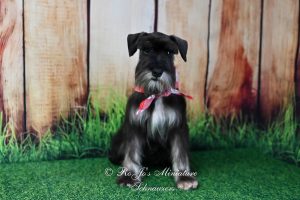 AKC Miniature Schnauzer Puppy