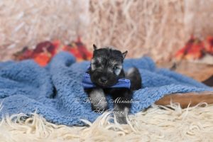 playful salt and pepper miniature schnauzer boy