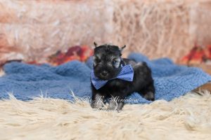 salt and pepper miniature schnauzer puppy at RoJo's Miniature Schnauzers