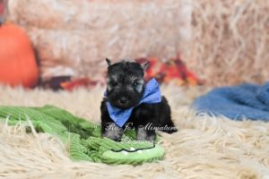 salt and pepper miniature schnauzer puppy available nationwide delivery options
