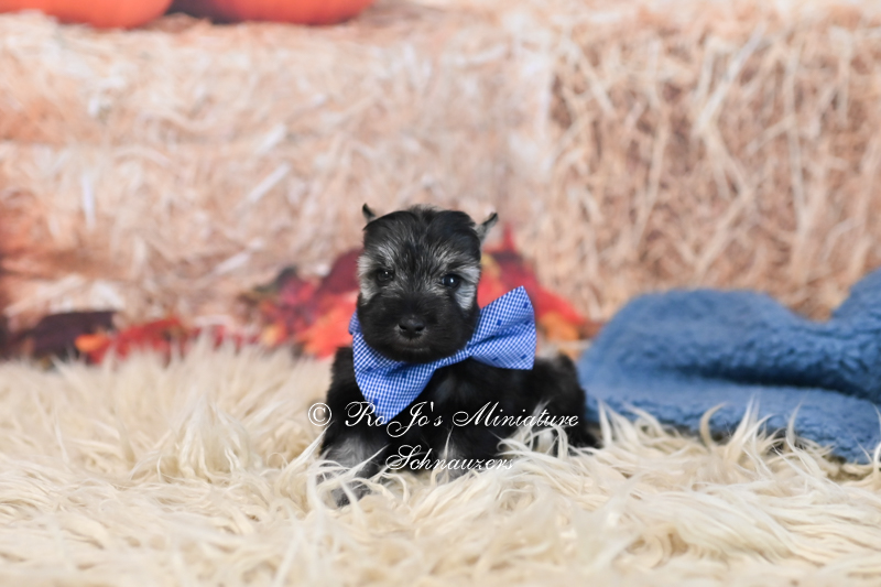 AKC Salt & Pepper Mini Schnauzer | Fritz