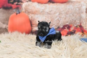 salt and pepper mini schnauzer boy