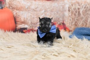 AKC salt & pepper male miniature schnauzer puppy for sale