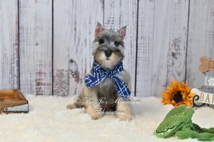 AKC Salt & Pepper Boy