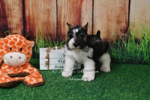 AKC Salt & Pepper Parti Mini Schnauzer