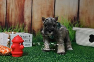 AKC Salt & Pepper Mini Schnauzer