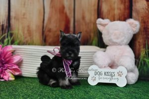 AKC Miniature Schnauzer Girl