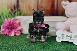 AKC Salt & Pepper Mini Schnauzer Girl