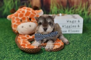 AKC Liver Pepper Mini Schnauzer