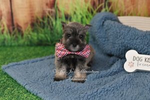 AKC Salt & Pepper Schnauzer Boy