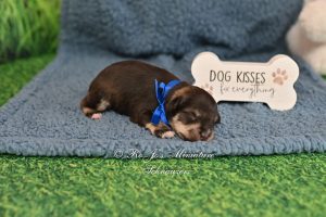AKC Liver Tan Phantom Mini Schnauzer