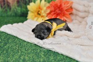 AKC Salt & Pepper Mini Schnauzer Puppy