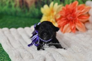 AKC Miniature Schnauzer Girl
