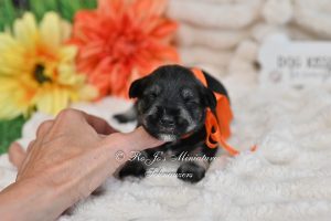 AKC Salt & Pepper Schnauzer Puppy