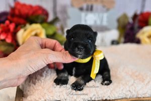 AKC Black & Silver Mini Schnauzer