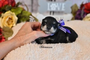 AKC Black & Silver - Phantom Markings