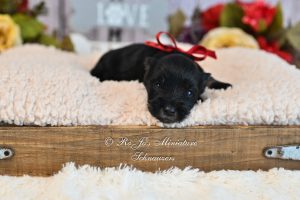 Black & Silver Schnauzer Girl
