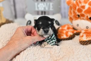 AKC Black & Silver with Phantom Markings