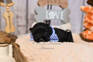 Black & Silver AKC Mini Schnauzer